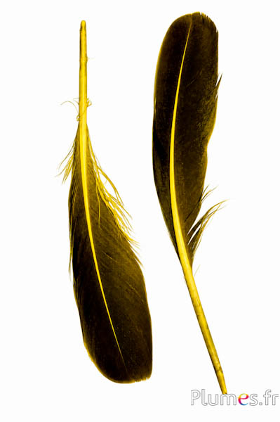 Anatra - 18-20 cm, sinistra e destra - giallo-nero